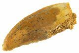 Serrated Raptor Tooth - Real Dinosaur Tooth #332448-1
